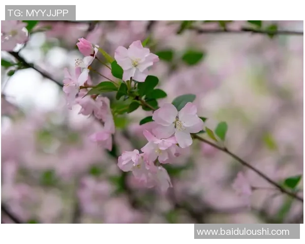 虹口足球场樱花盛开足球与春天的完美邂逅